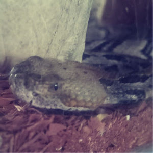 Meet your Posher, Edwin